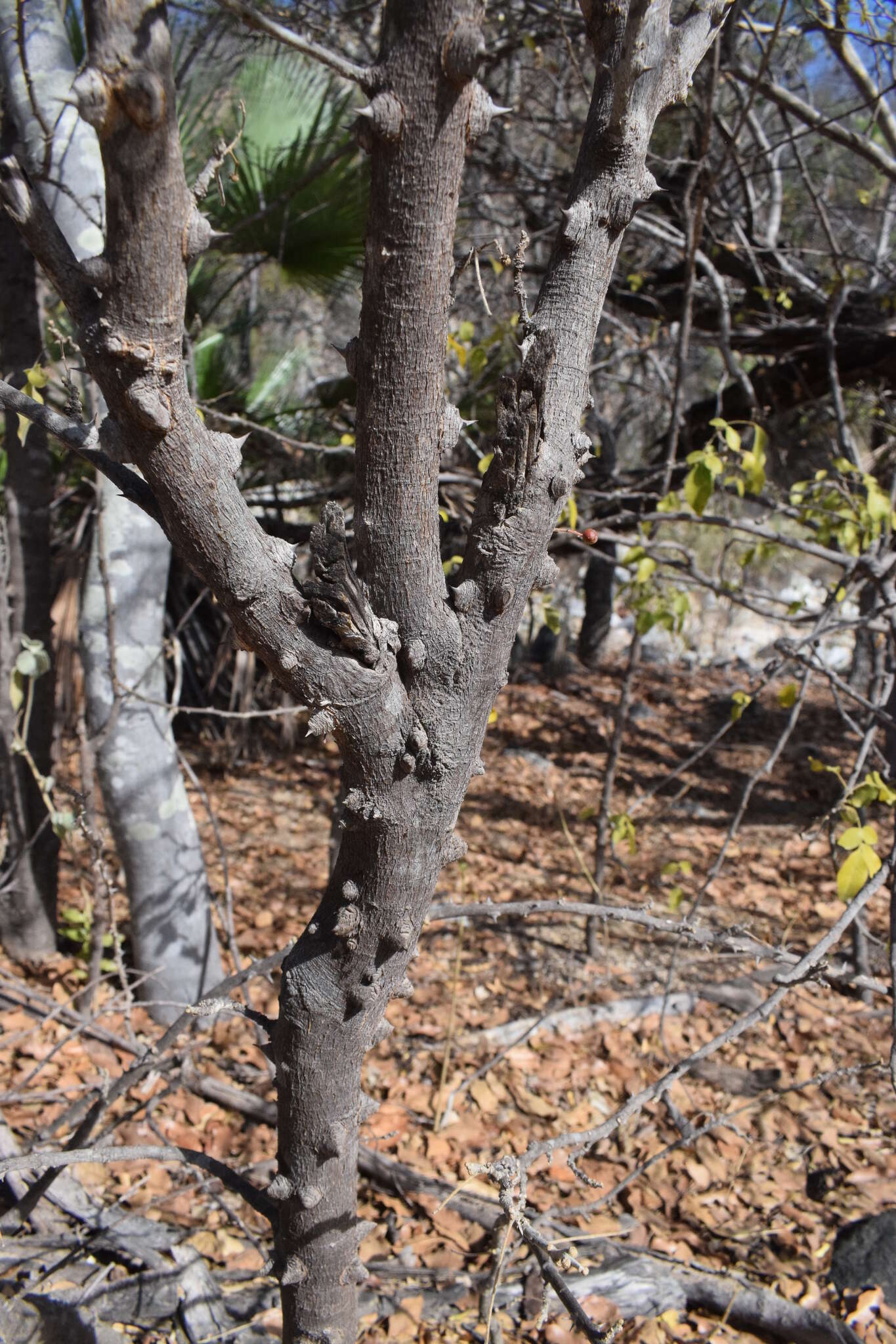 Слика од Zanthoxylum arborescens Rose