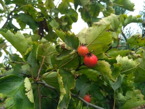 Image of Quebec hawthorn