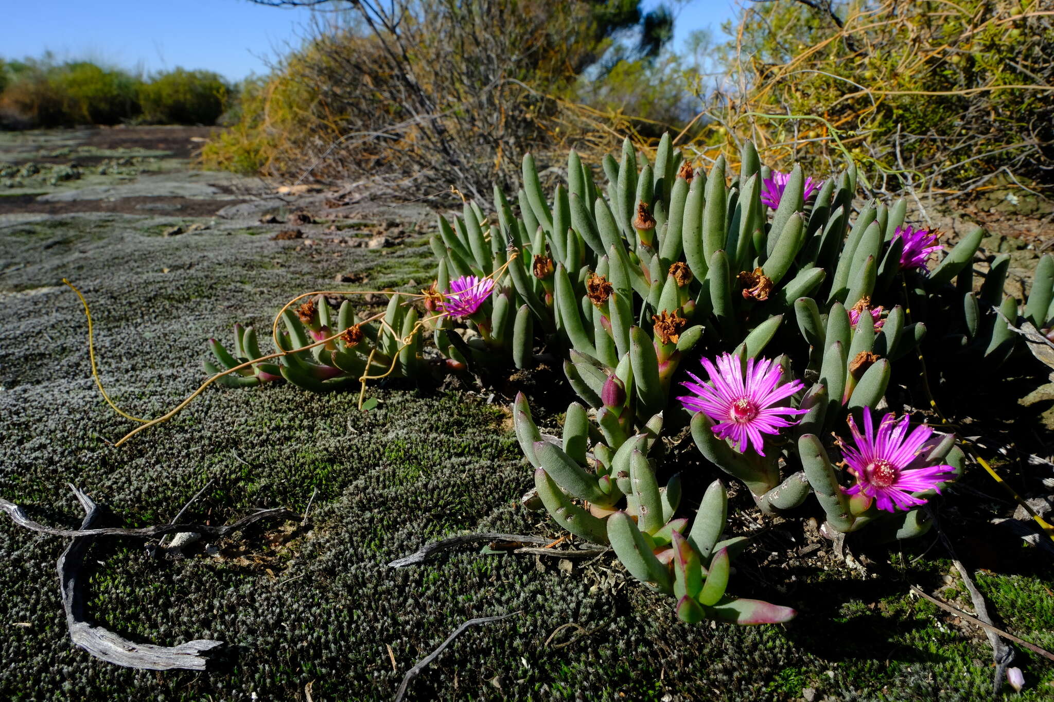 Image of Ruschia dichroa (Rolfe) L. Bol.