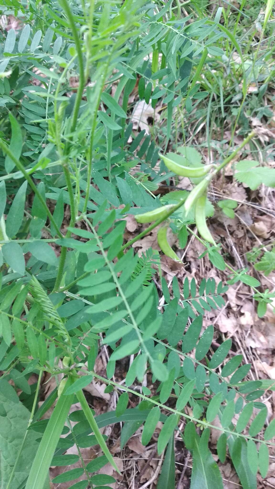 Image of Russian milkvetch