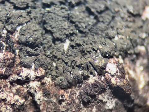 Image of blackthread lichen