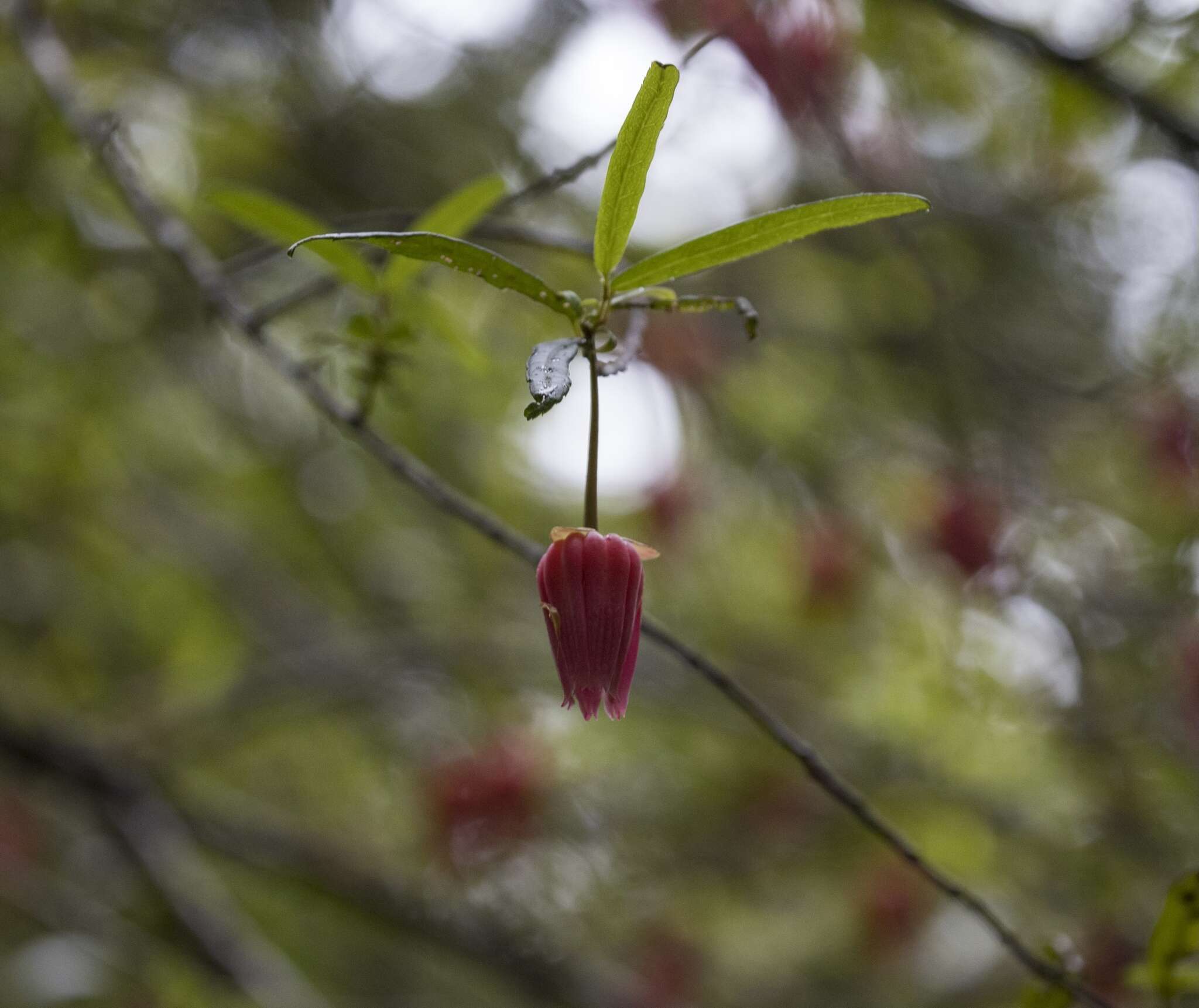 Image of Chilean Lantern Tree