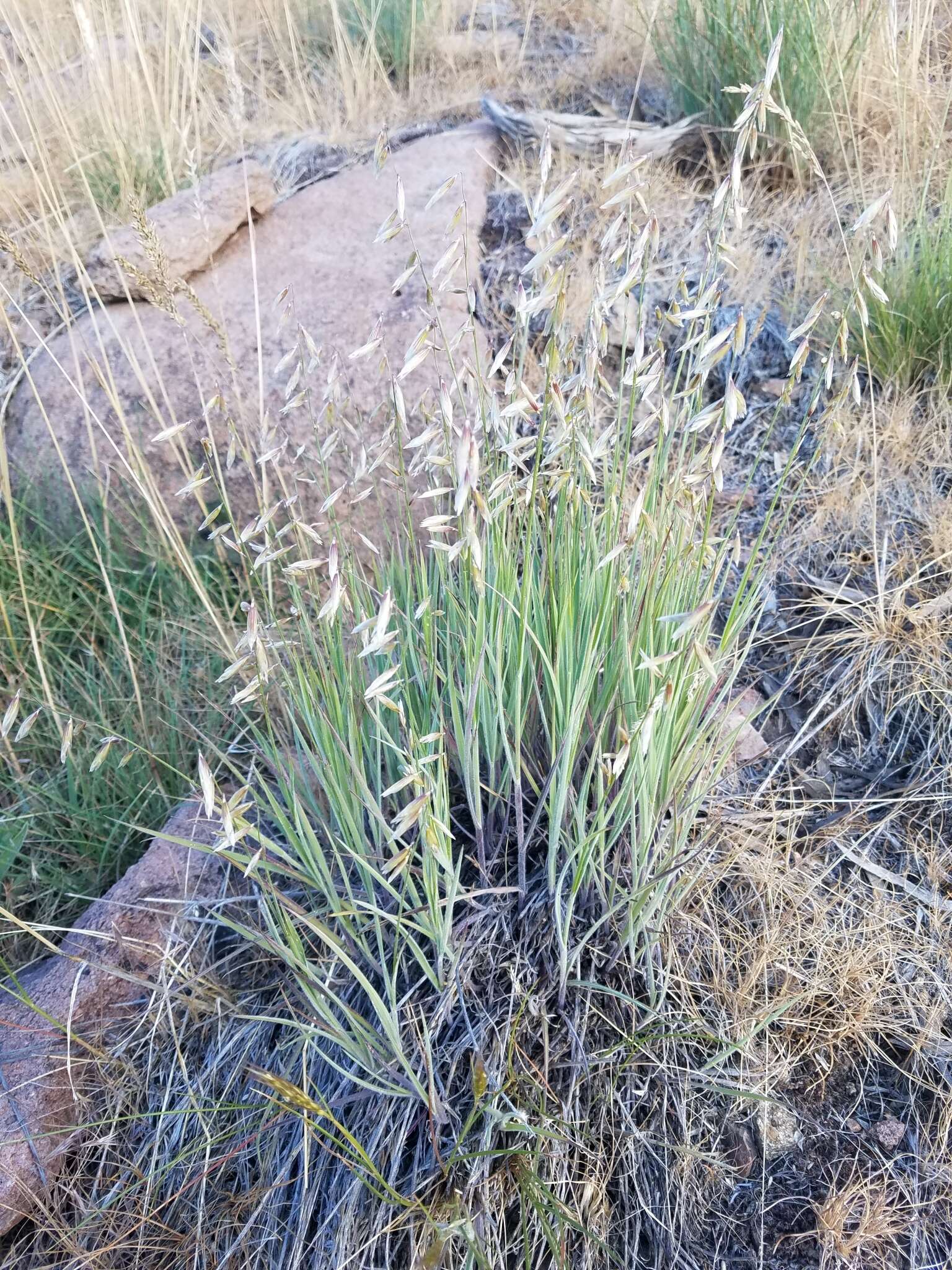 Melica stricta Bol. resmi