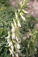 Imagem de Astragalus racemosus Pursh