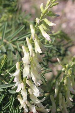 Image of cream milkvetch