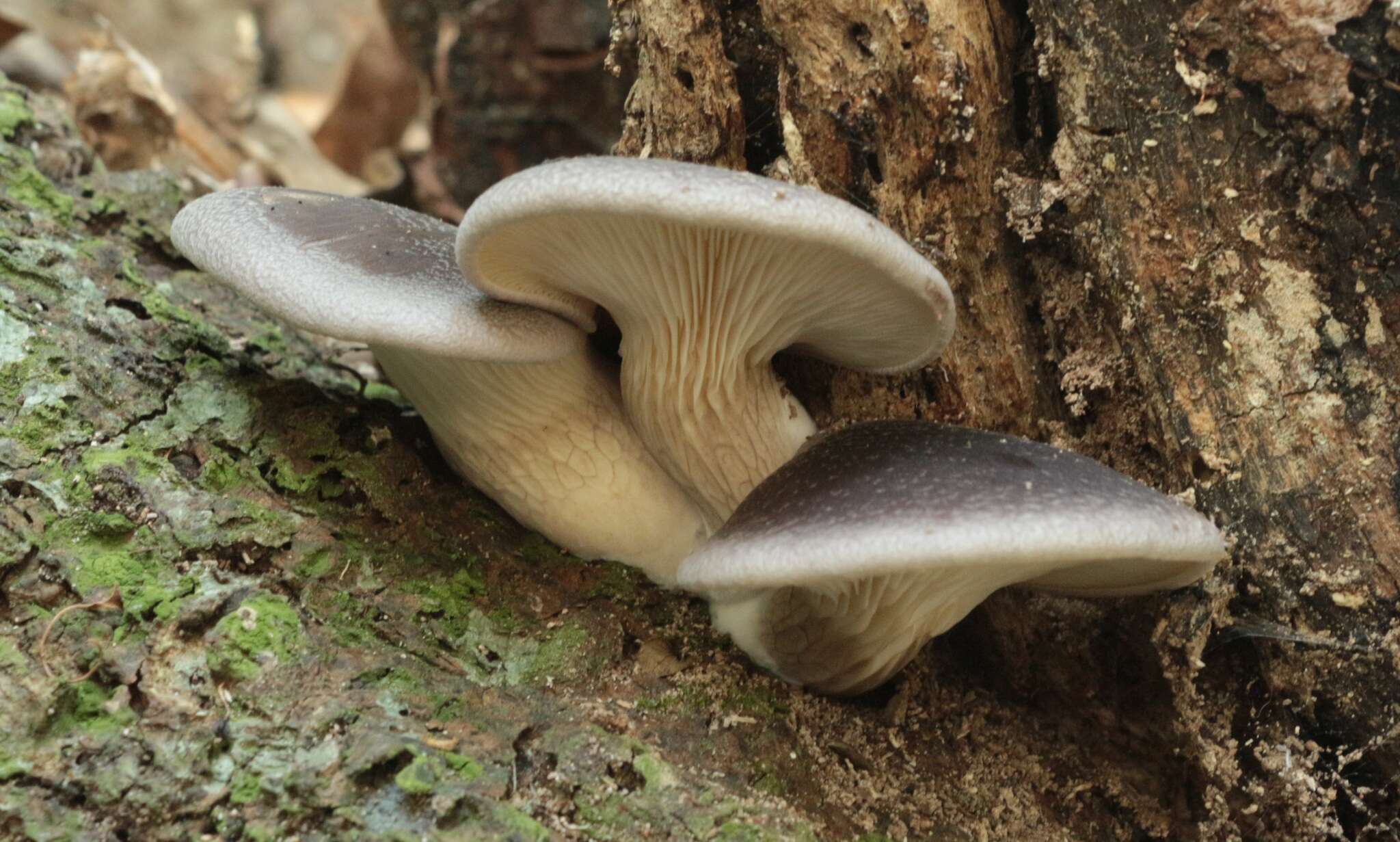 Plancia ëd Pleurotus australis Sacc. 1891