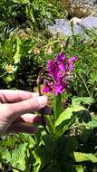 Primula parryi A. Gray resmi