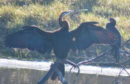 Image of African Darter