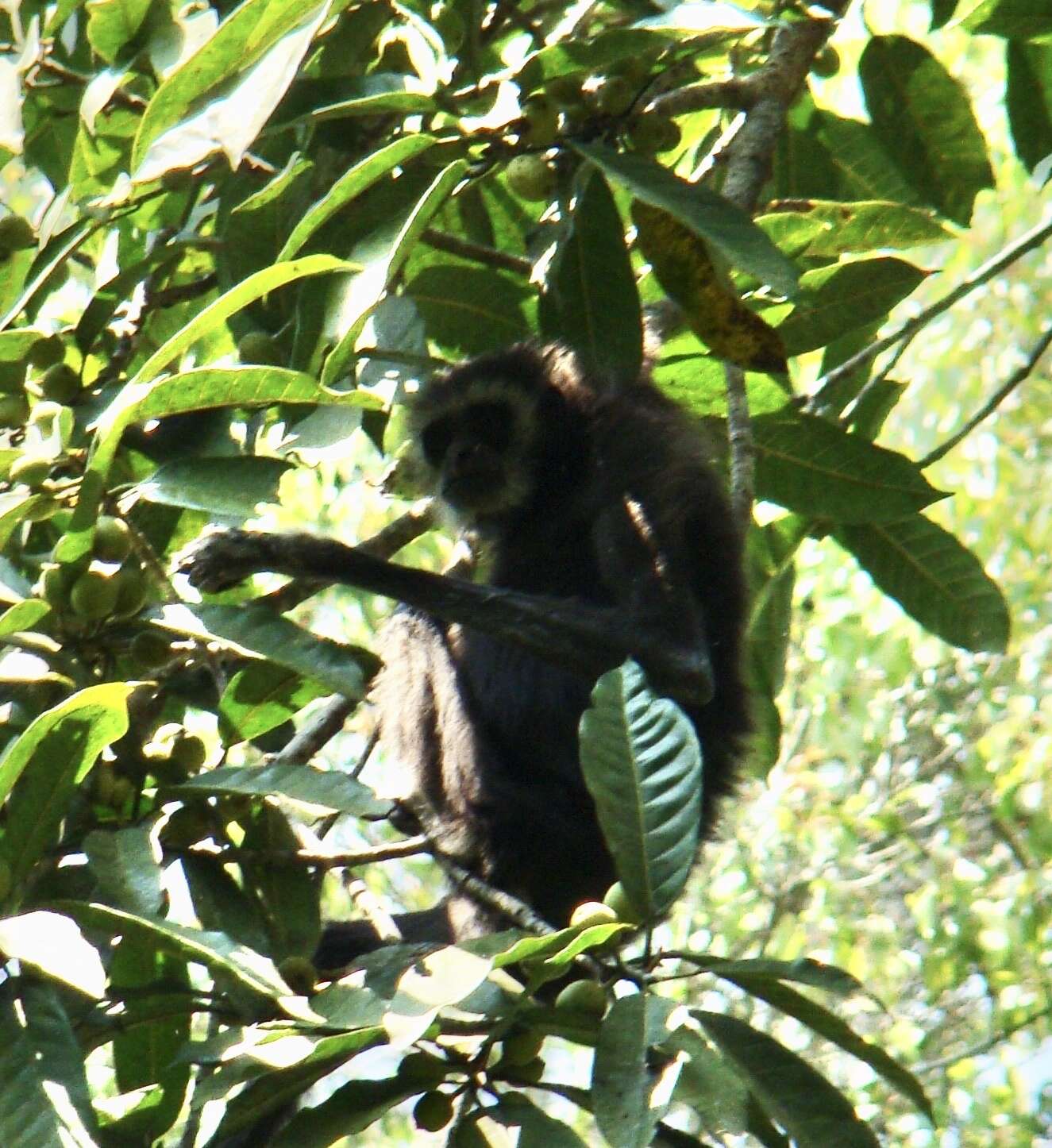 Image of Capped Gibbon