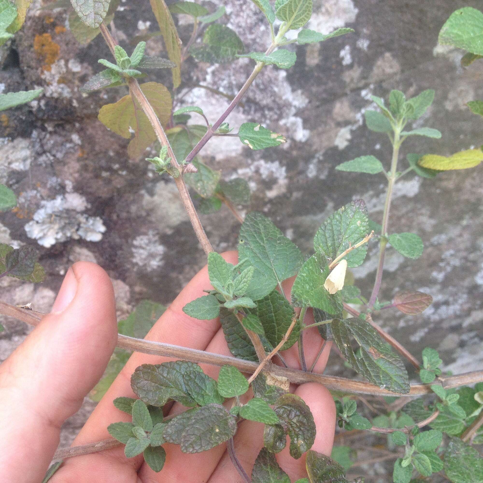 Image of Salvia pulchella DC.