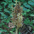 Image of conifer broomrape