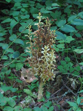 Image of conifer broomrape