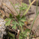 Слика од Fumaria macrocarpa Parl.