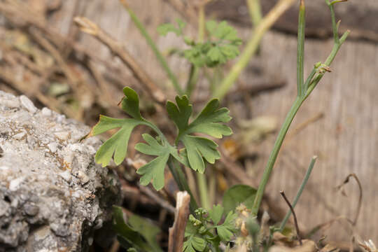 Image de Fumaria macrocarpa Parl.