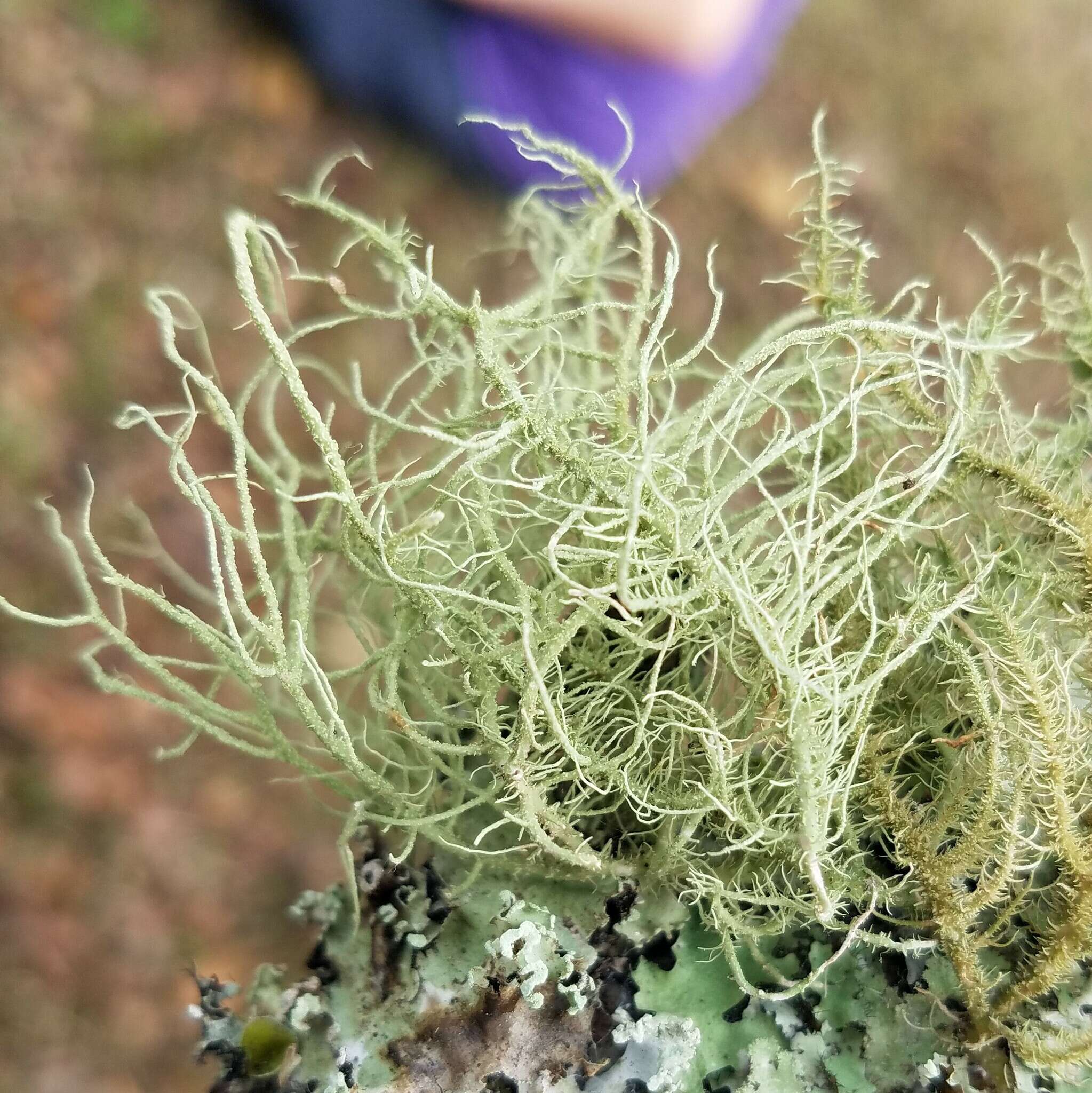 Image of Bloody beard lichen;   Beard lichen