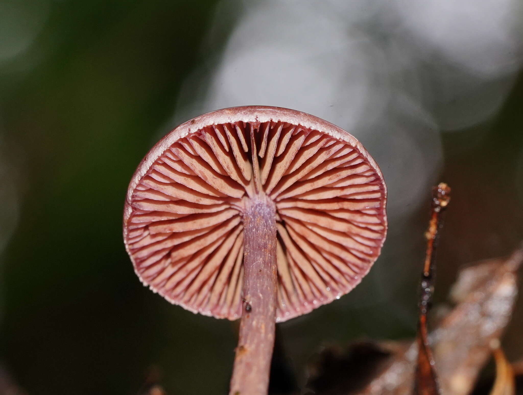 Image of Thaxterogaster submagellanicus (Gasparini) Niskanen & Liimat.