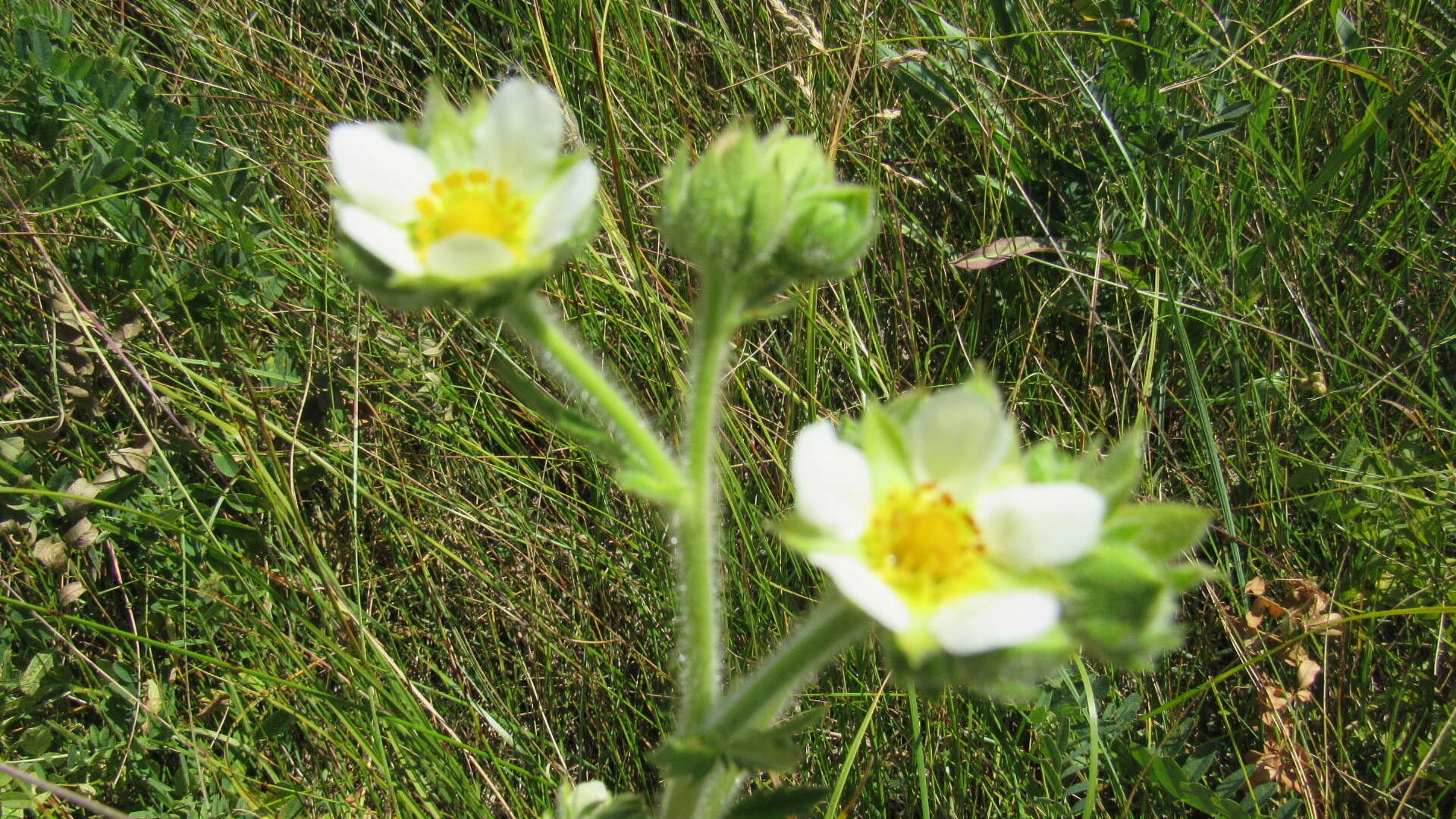 Image of Tall Woodbeauty