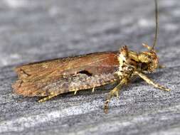 Image of Agonopterix lythrella Walsingham 1889