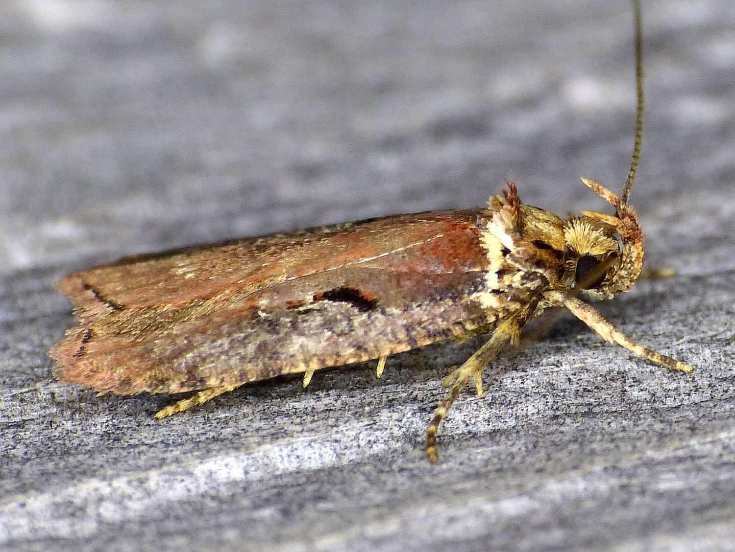 Image of Agonopterix lythrella Walsingham 1889