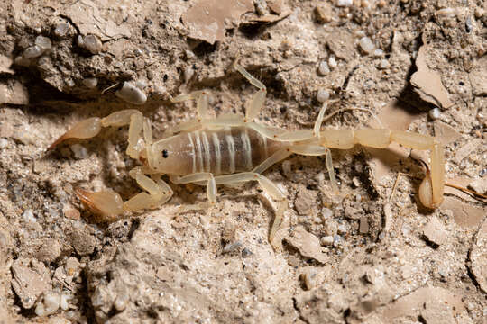 Image of Paruroctonus borregoensis borregoensis