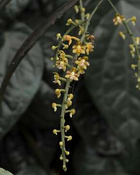 Image de Cleisostoma tenuifolium (L.) Garay