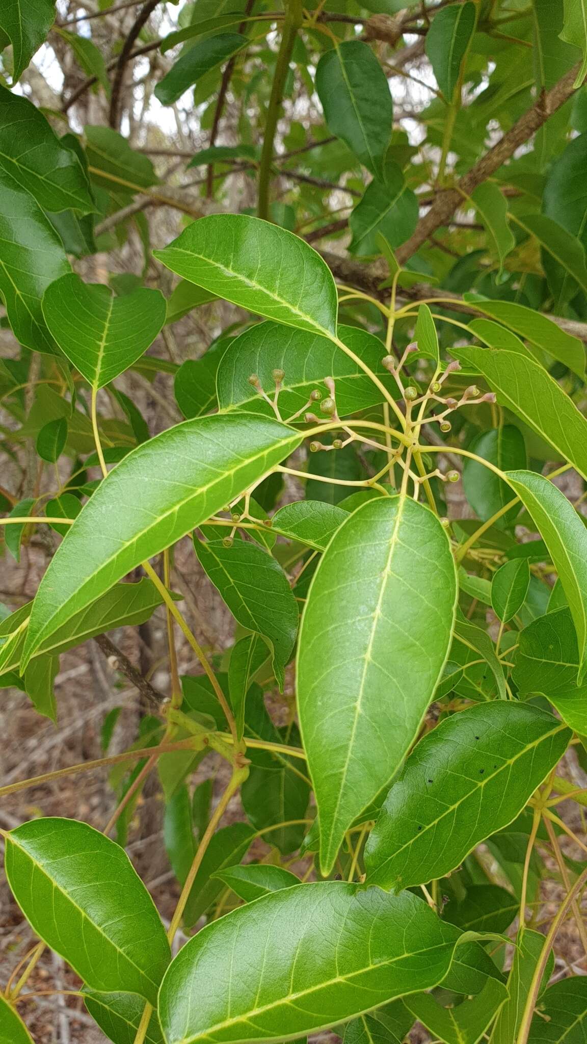 Sivun Vitex beraviensis Vatke kuva