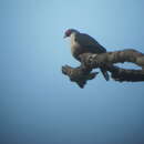 Image of Papuan Mountain Pigeon