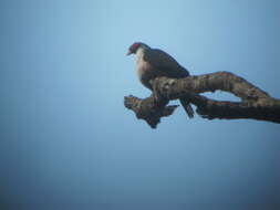 Image of Mountain pigeon