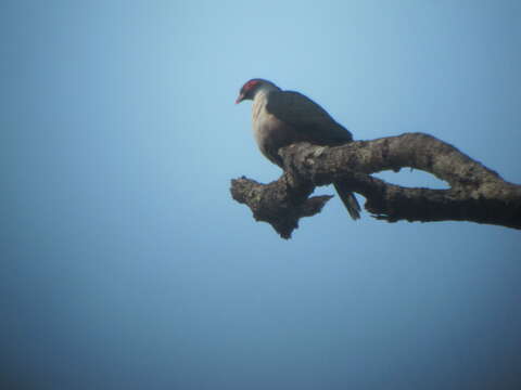 Image of Mountain pigeon