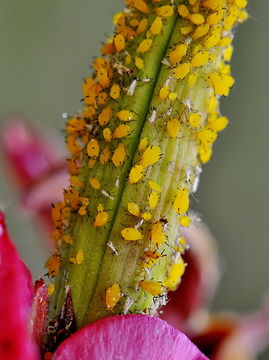 Image of <i><i>Aphis</i></i> (Aphis) <i>nerii</i> Boyer de Fonscolombe 1841