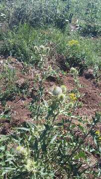 Image of Cirsium laniflorum (M. Bieb.) Fischer