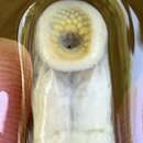 Image of Mountain Brook Lamprey