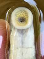 Image of Mountain Brook Lamprey