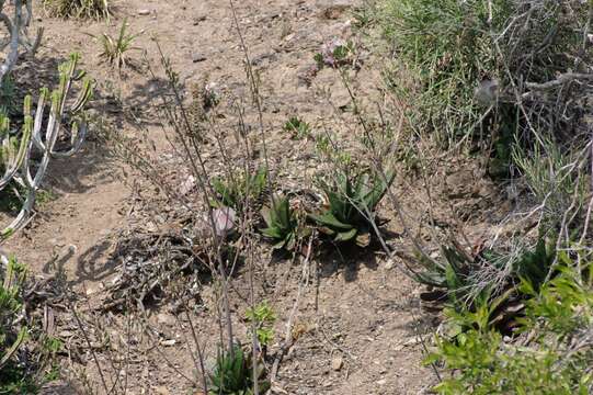 Image of Gasteria excelsa Baker