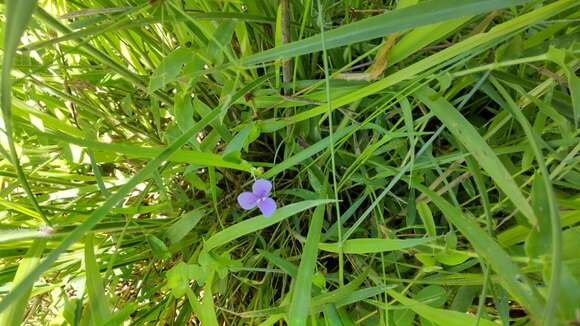 Image of Asiatic Dewflower