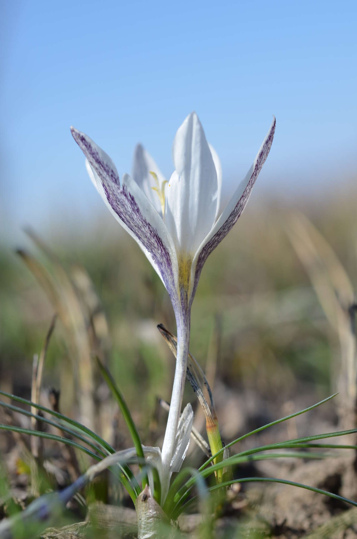 Image of Crocus alatavicus Regel & Semen.