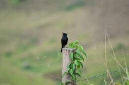 Image of Crested Black Tyrant