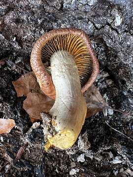 Image of Gymnopilus suberis (Maire) Singer 1951