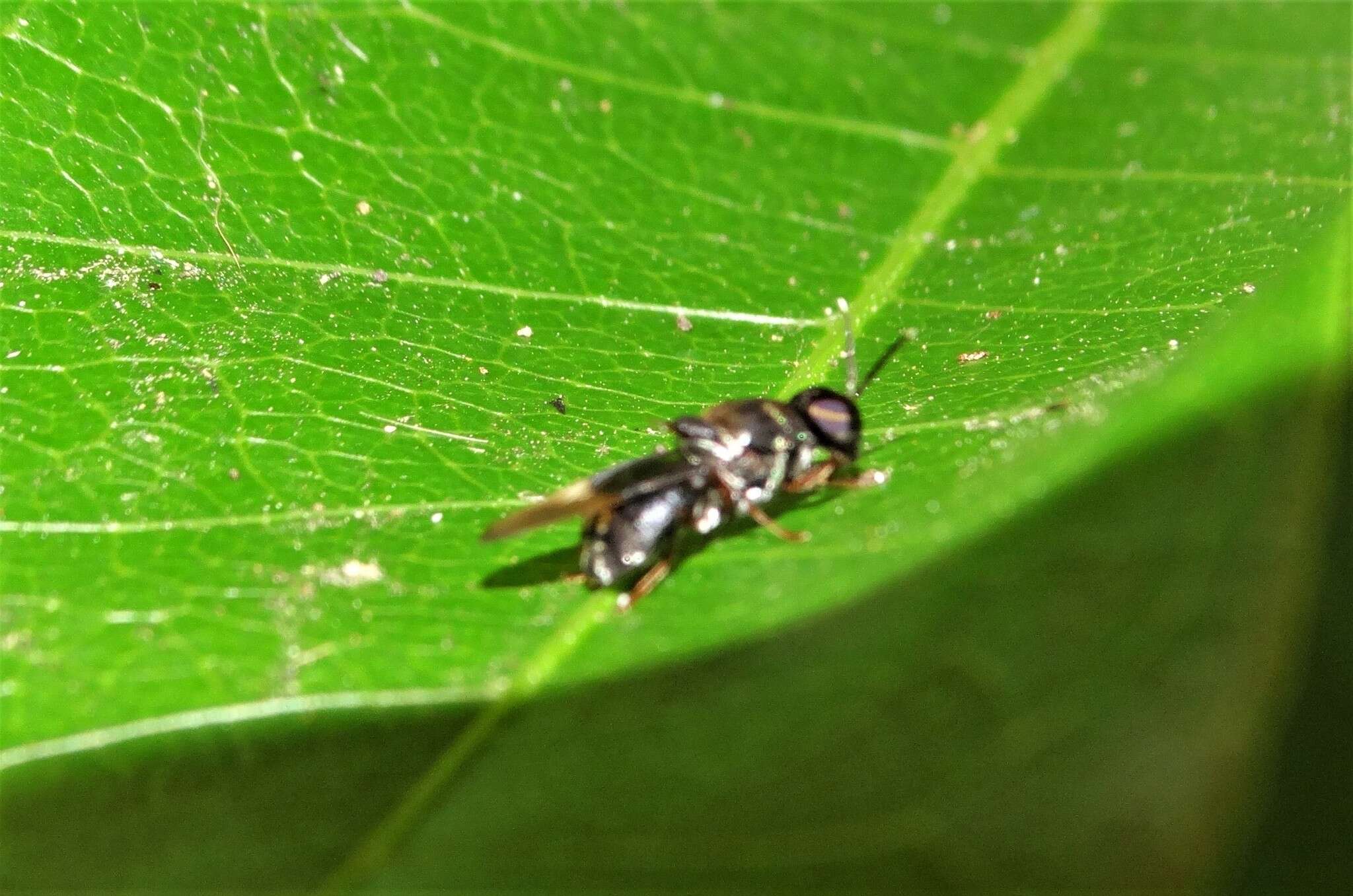 Image of Isomerocera quadrilineata (Fabricius 1787)