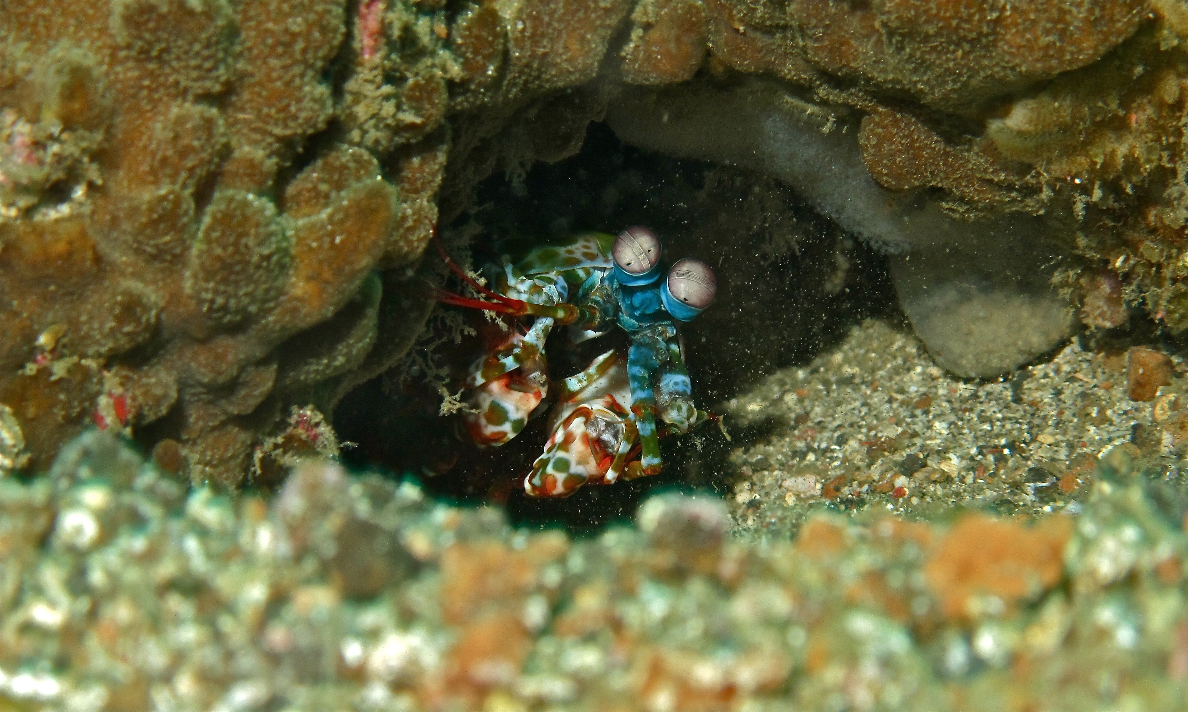 Image of Peacock Mantis Shrimp