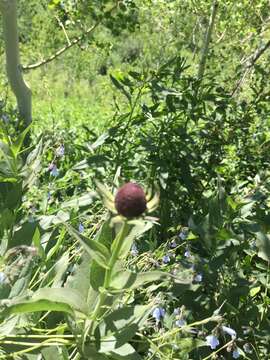 Image of western coneflower