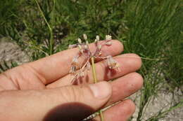 Image of Allium flavum subsp. tauricum (Besser ex Rchb.) K. Richt.