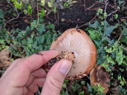 Image of Tricholoma fracticum (Britzelm.) Kreisel 1984