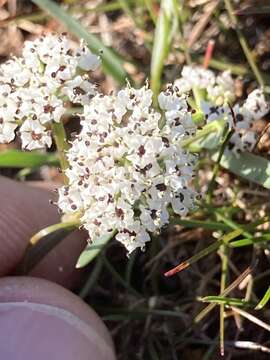 Image of Gorman's biscuitroot