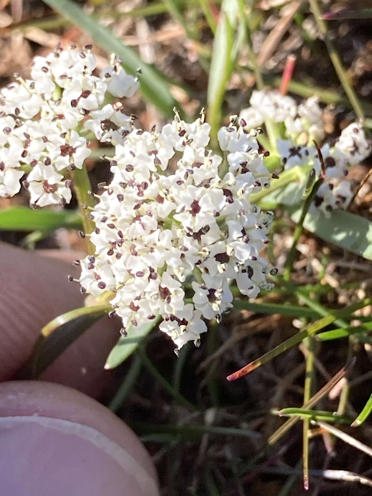 Image de Lomatium gormanii (T. J. Howell) Coult. & Rose