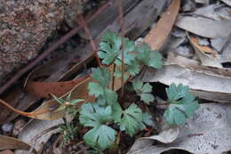 Image of Trachymene incisa subsp. incisa