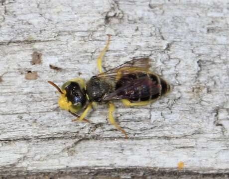 Image of Calliopsis andreniformis Smith 1853