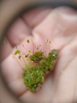 Слика од Bryum dichotomum Hedwig 1801