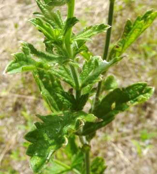 Image of Gulf vervain