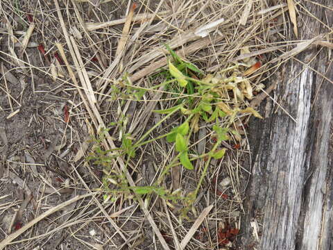 Image of Cerastium capense Sond.